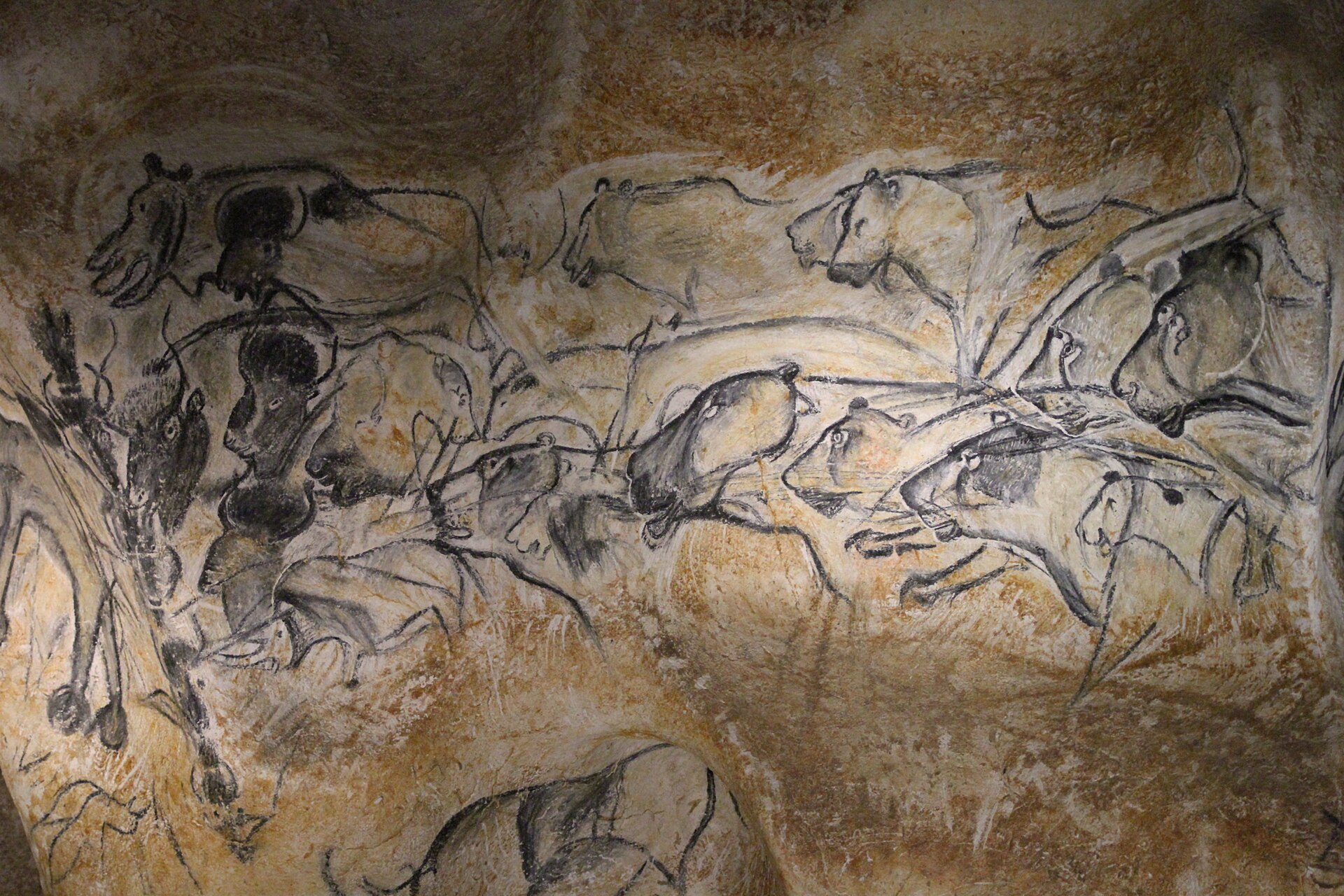 Panneau de la grotte Chauvet : lions et rhinocéros dessinés au charbon.