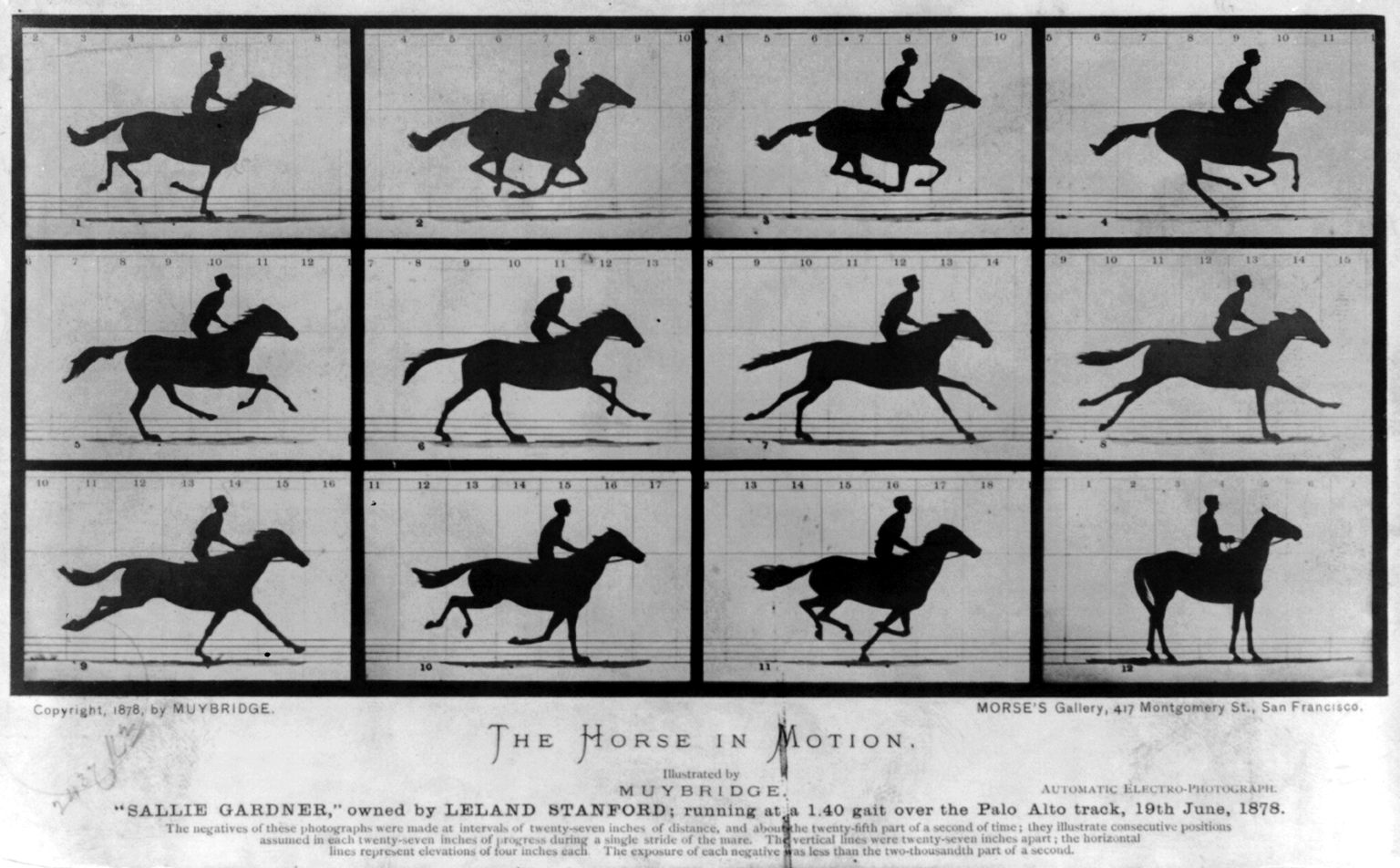 Séquence de photographies d'un cheval au galop, décomposition du mouvement.