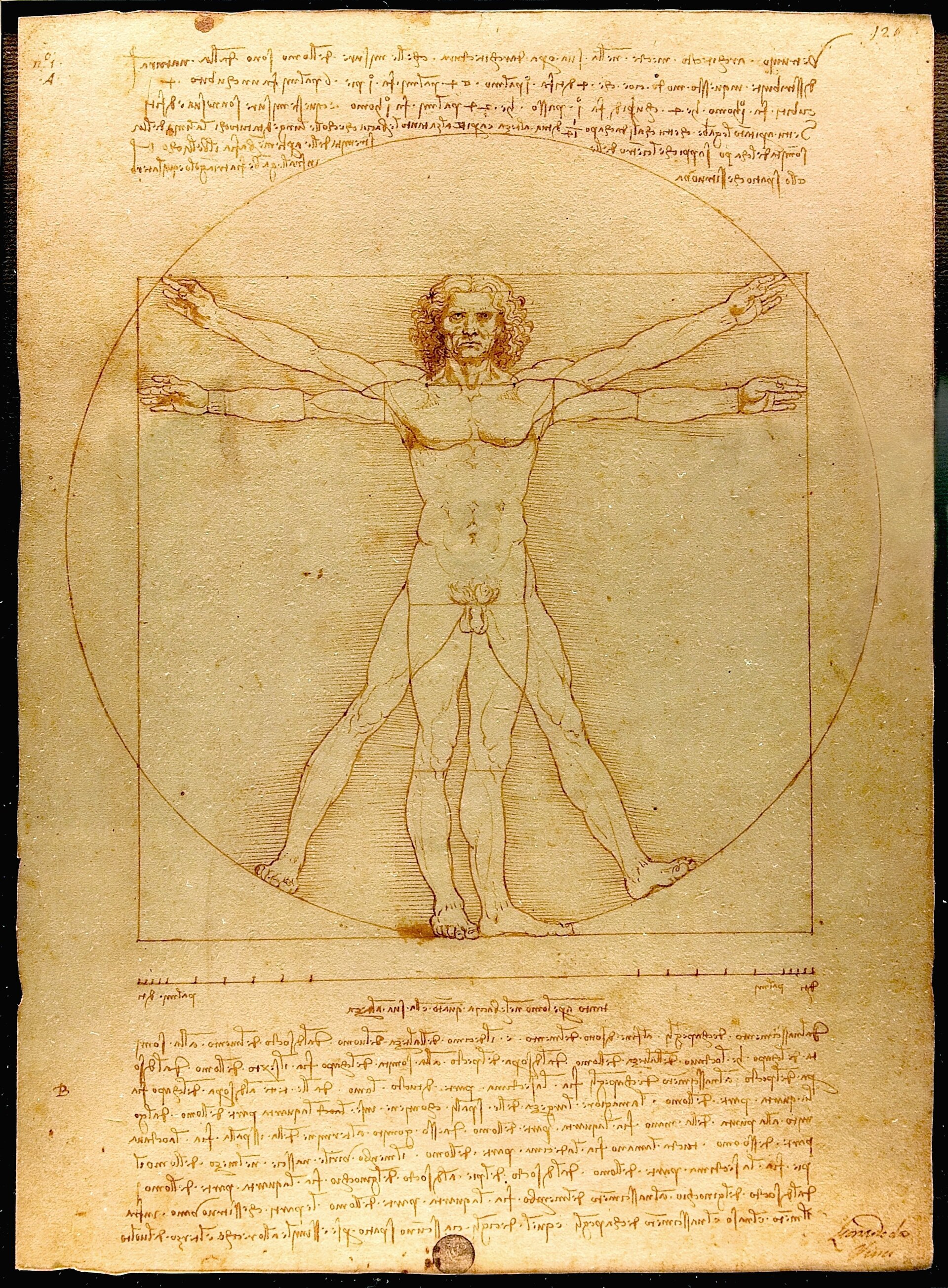L’Homme de Vitruve de Léonard de Vinci : un corps nu inscrit dans un cercle et un carré.
