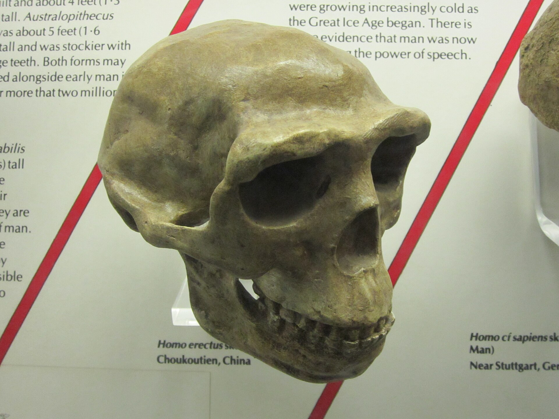 Moulage de crâne d'hominidé fossile exposé en musée.
